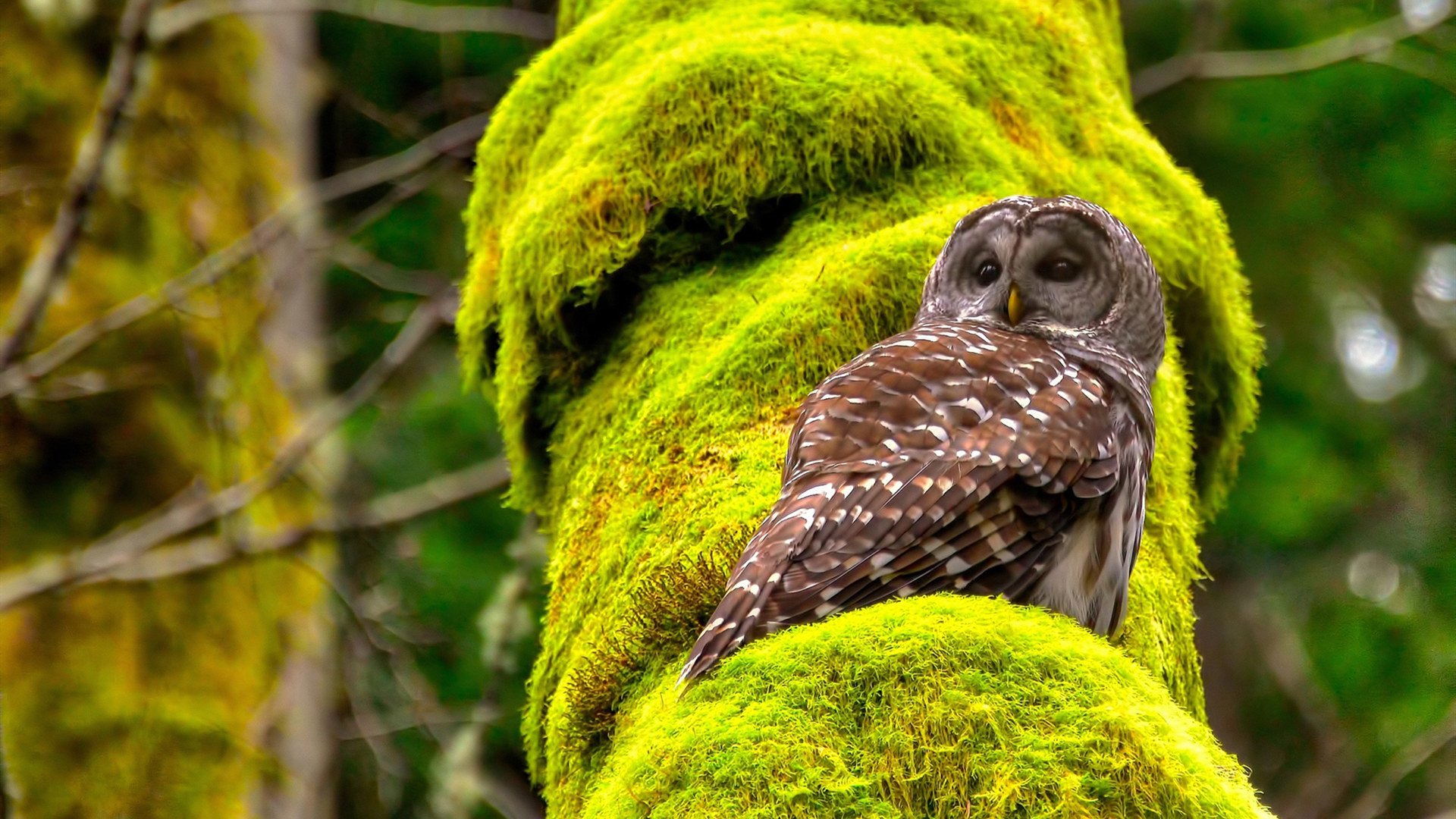 九游游戏中心官网-篮球运动员心理健康维护体系建设,篮球运动员心理素质的重要性