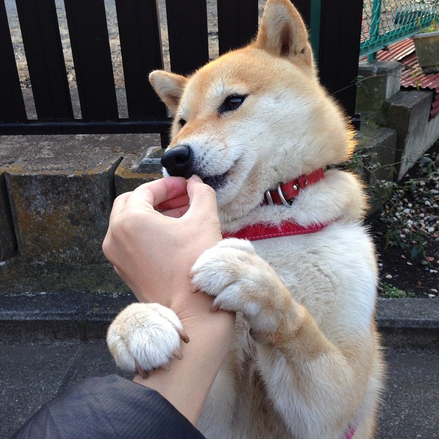 九游游戏中心官网-中国足球品牌建设动力不足，中国足球运动品牌