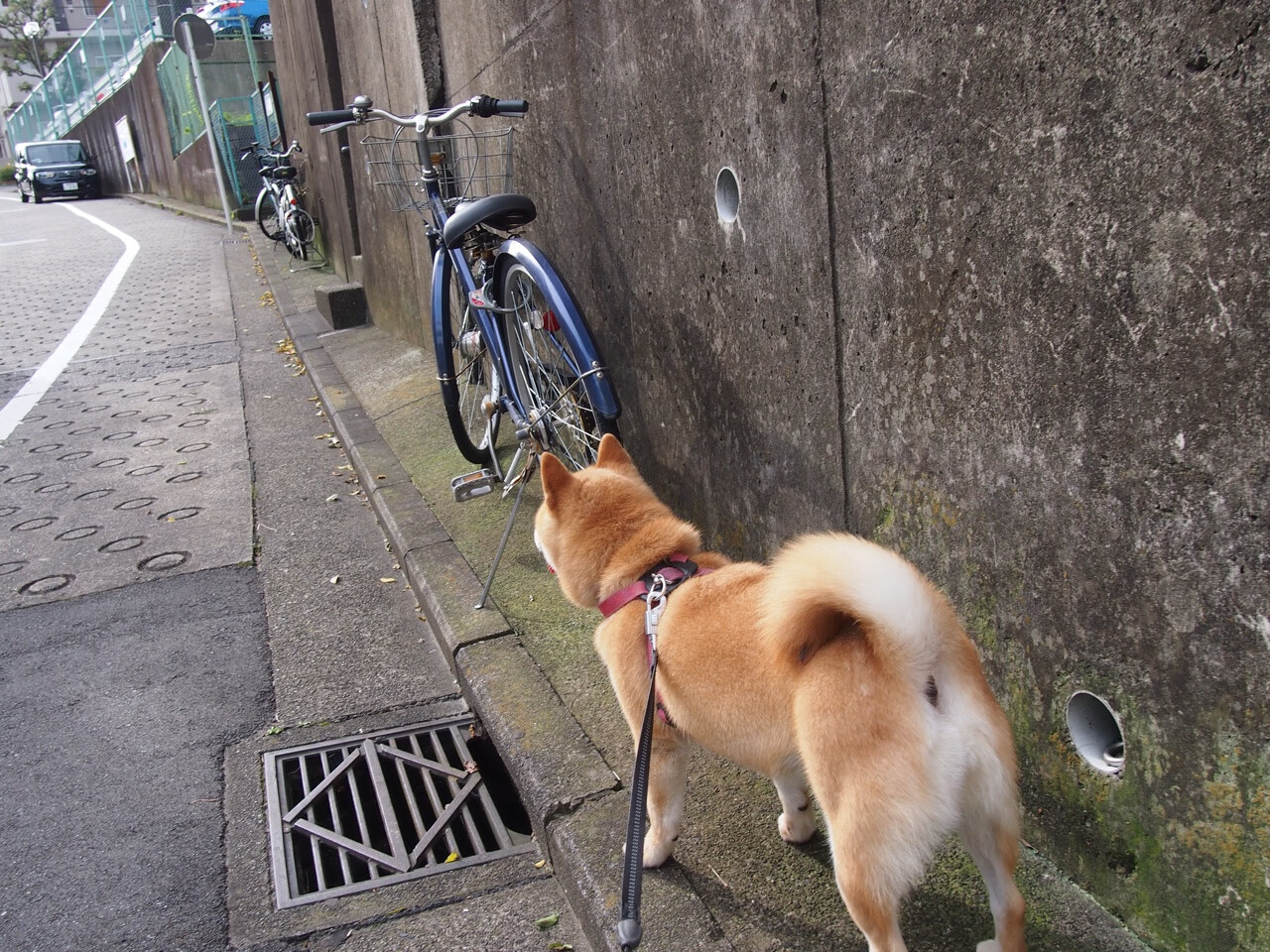 -自由泳接力强势摘金,自由泳接力全程