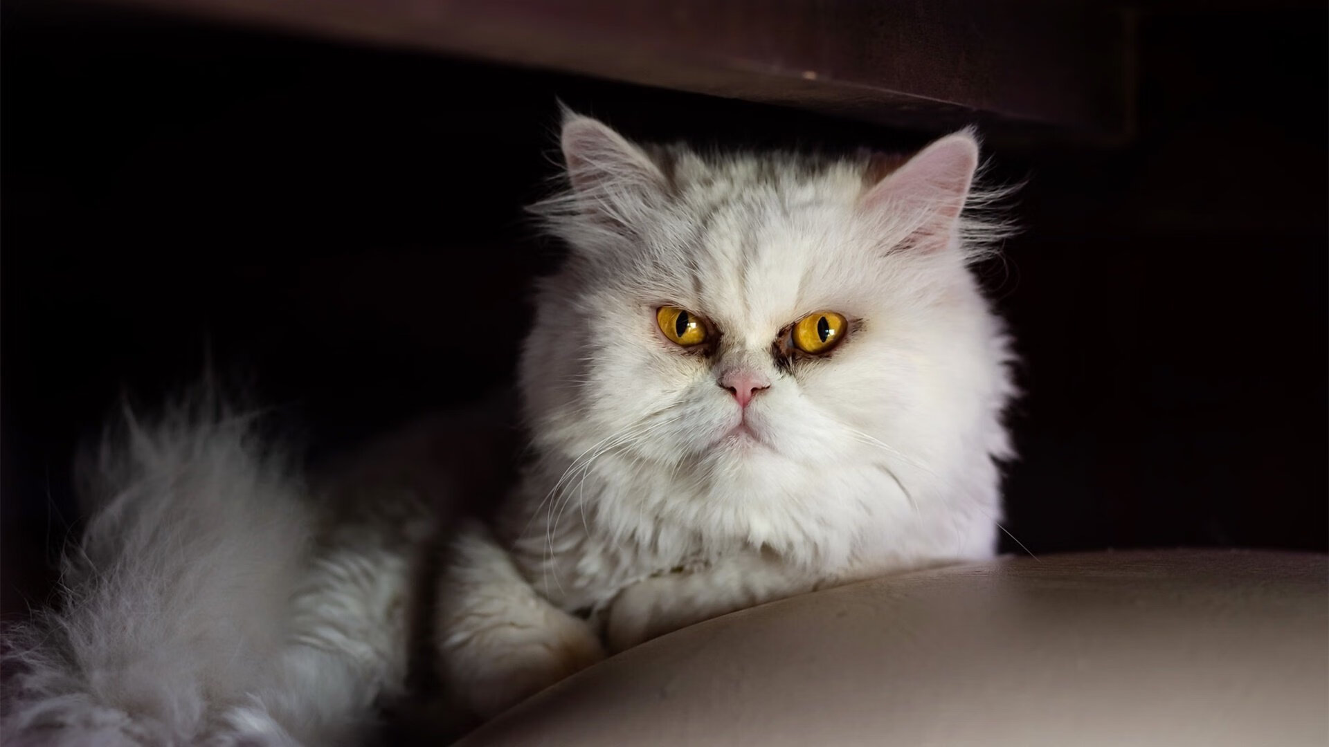 九游网页版官网-印度男篮在亚洲锦标赛中崭露头角,表现令人期待