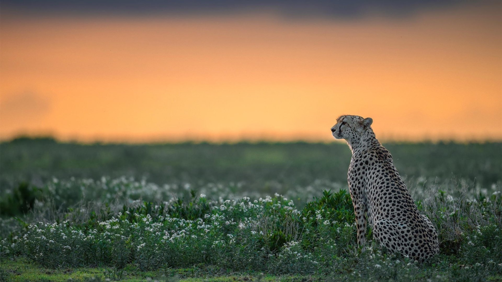 九游登录中心-德甲攻防鏖战:攻不破的后防线瞬间崩溃,德甲打法特点