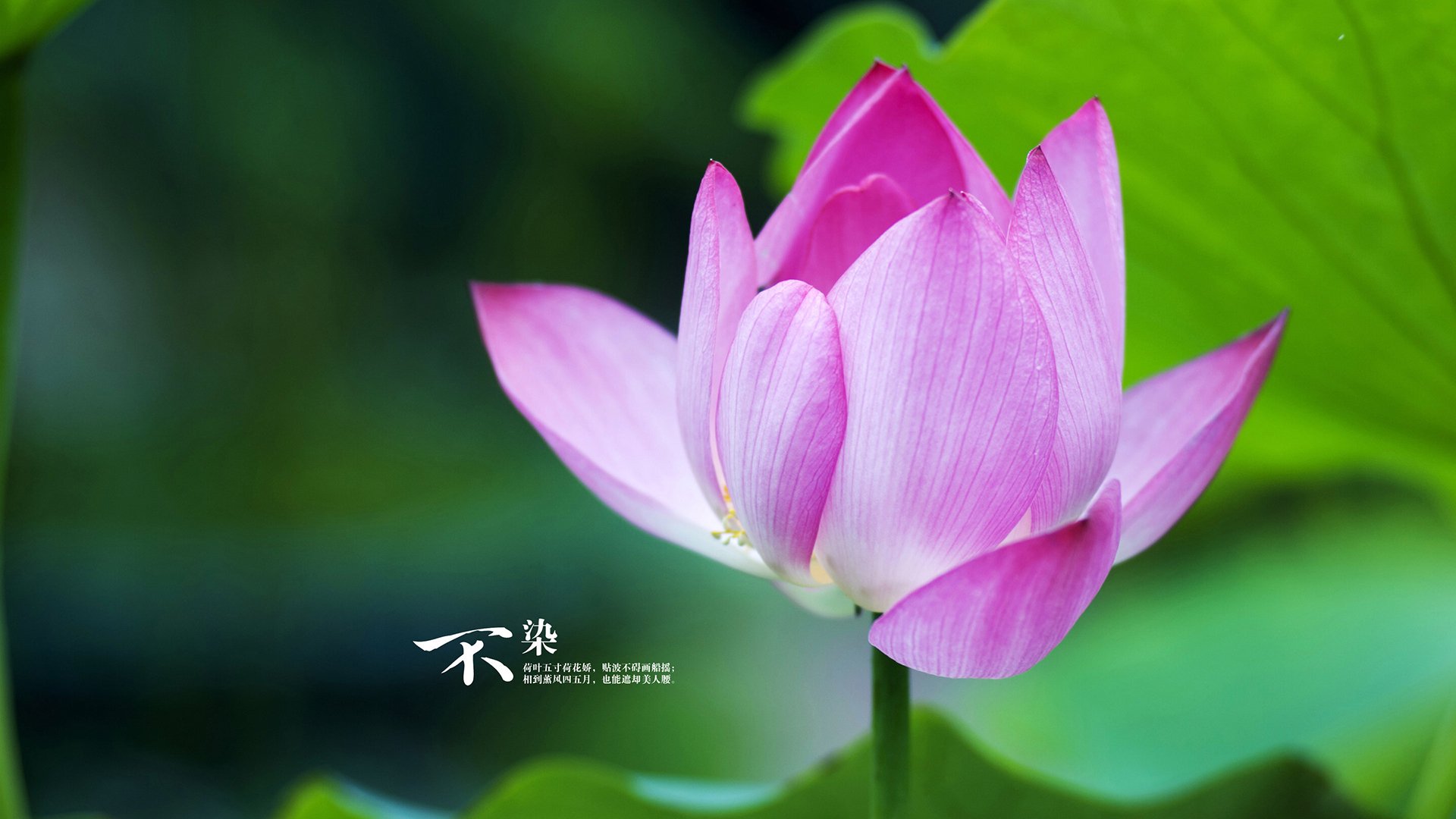 -特斯·冯·迪克：凭借精准传球，助力南非队有效进攻，安迪冯斯特拉克