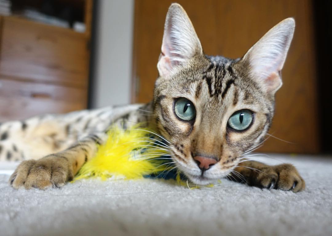 九游官网主页-球员运营个人品牌工作室，退役后职业转型有保障，球员专属logo