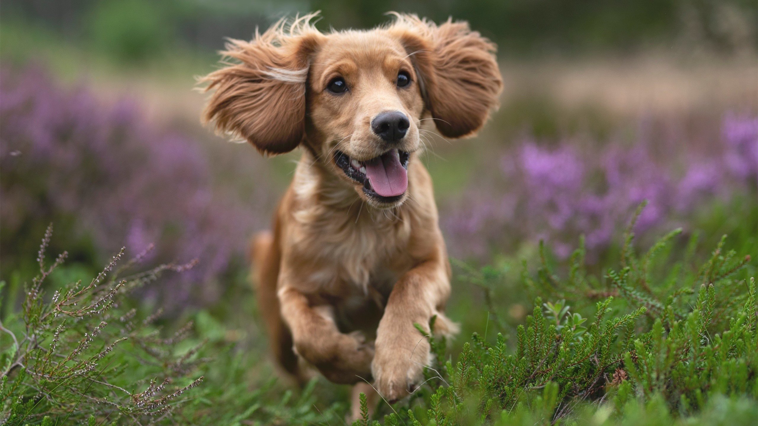 九游娱乐-科里·简：全黑队进攻体系中的“快速突击手”