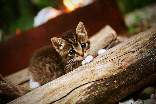 九游正版入口-美洲杯明星巡演:技能绝活震撼全场!,美洲杯谁出线了