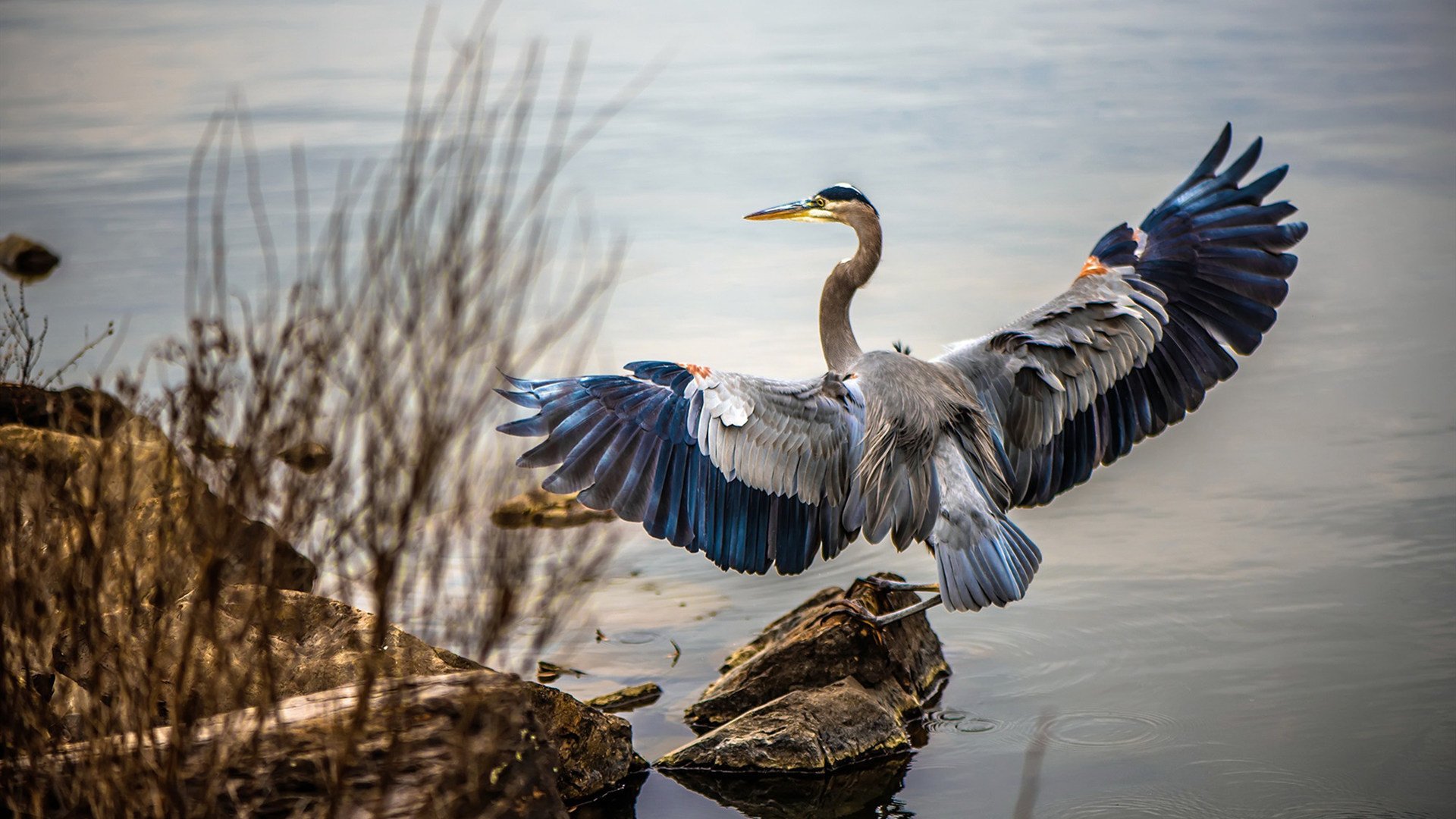 JIU YOU GAME-荷兰队在欧洲预赛中势如破竹，期待继续高歌猛进