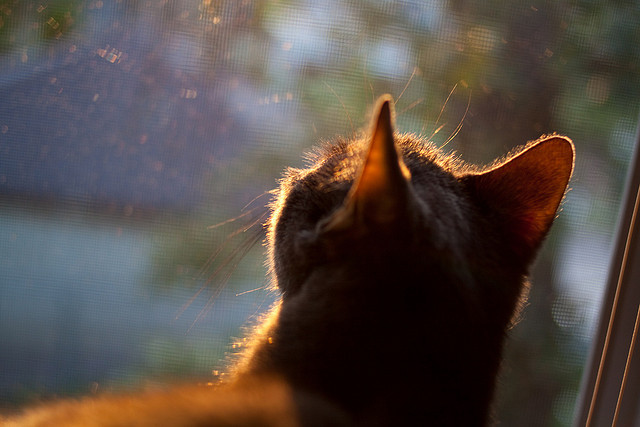 九游app下载中心-Morales 灵活跑位制造威胁